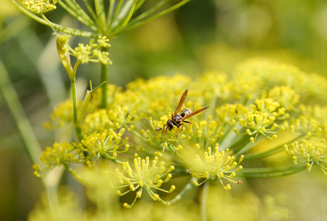 Best Tips for Growing Fennel in Your Garden